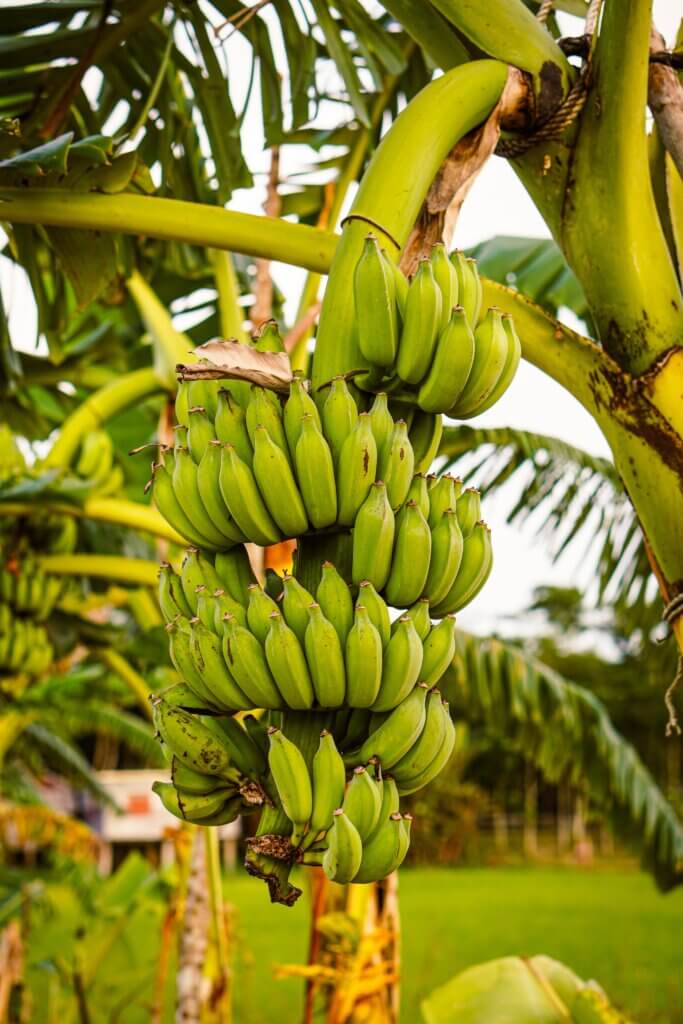 The Comprehensive Guide to Banana Knives: Everything You Need to Know